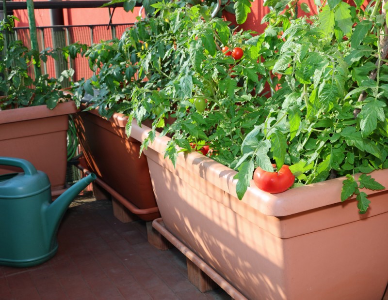 Potager sur un balcon : comment cultiver en ville ?